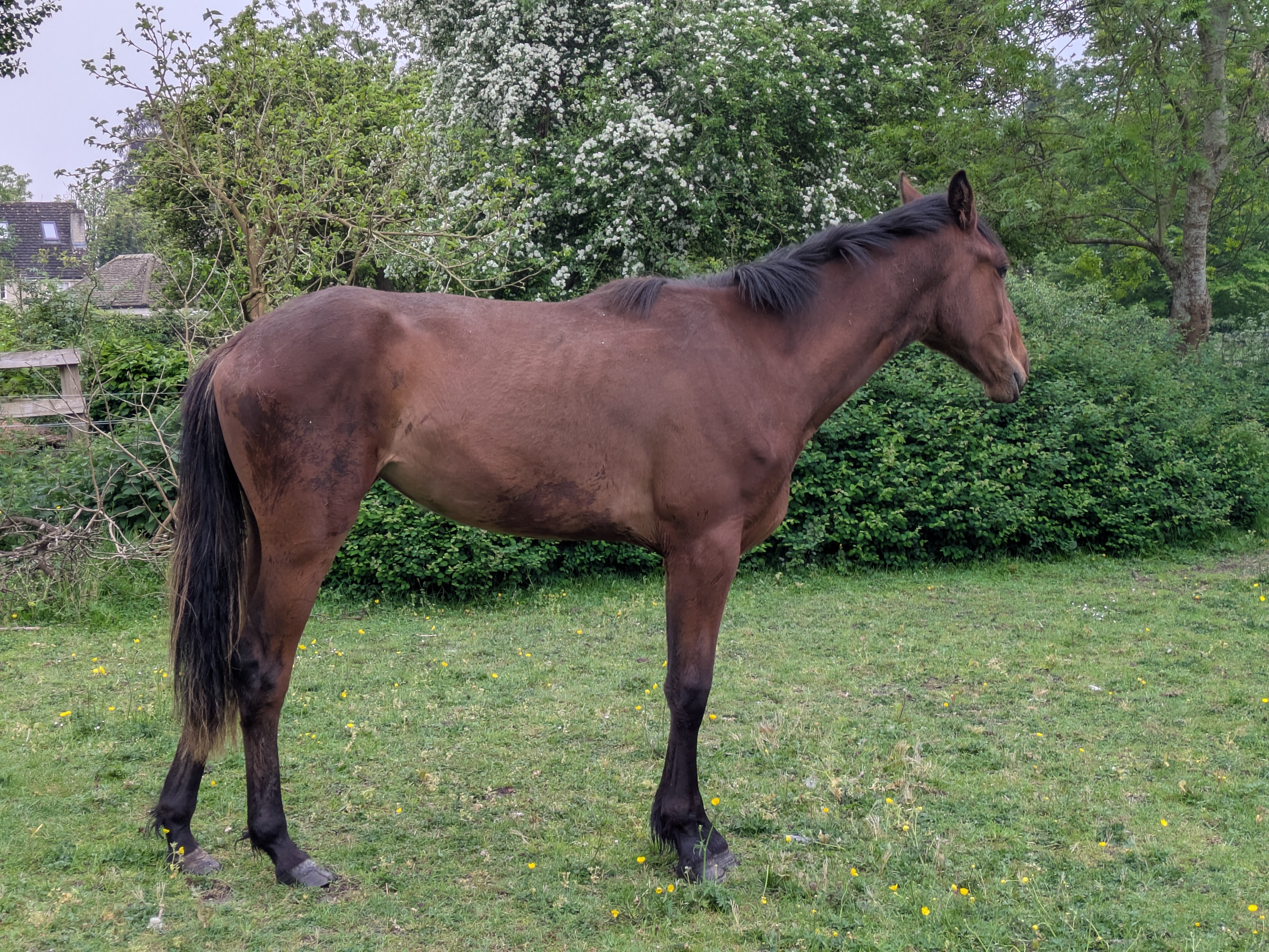 Sambourne Ananke
