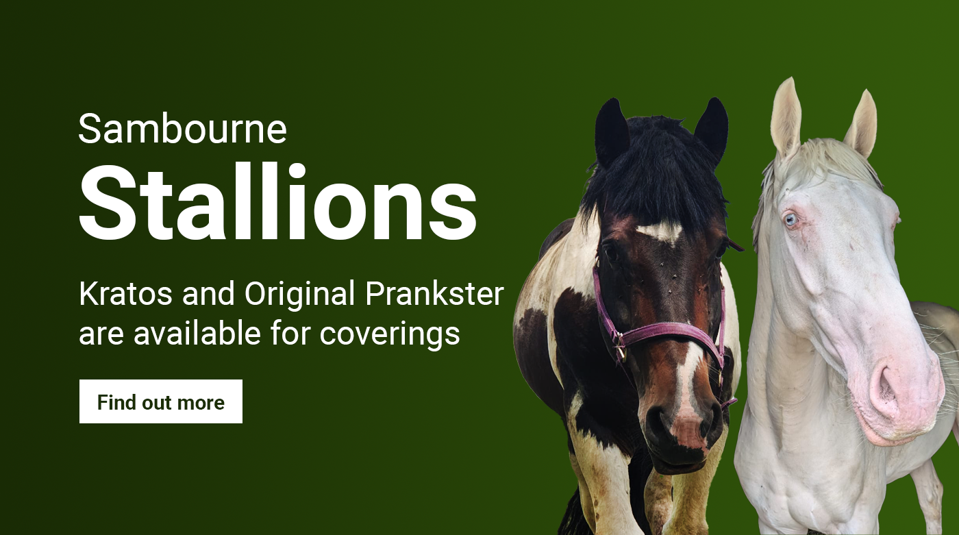 Sambourne Stallions, Kratos and Original Prankster are available for coverings, click to find out more.